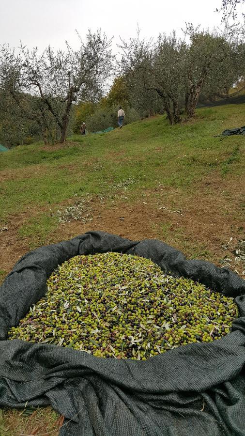 Agriturismo Sommassa Greve in Chianti Dış mekan fotoğraf