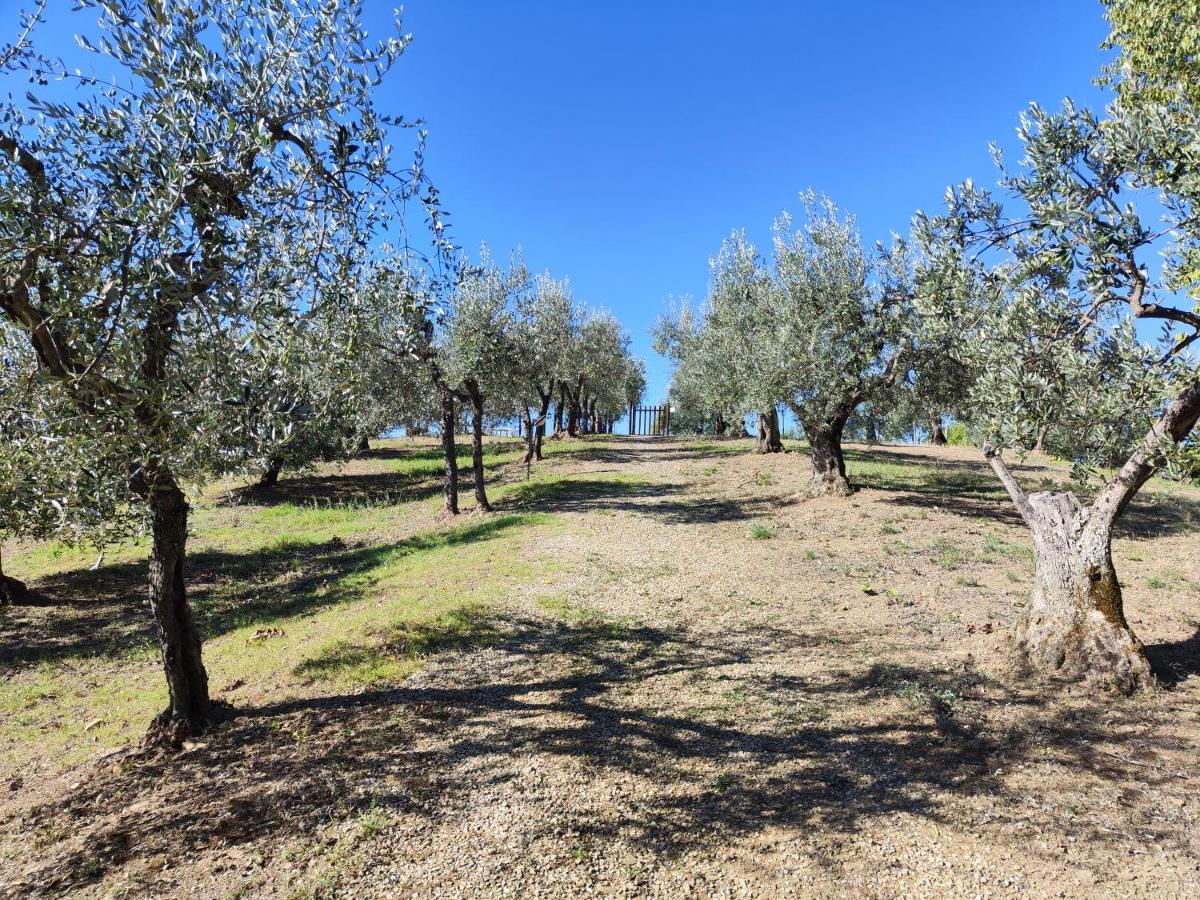 Agriturismo Sommassa Greve in Chianti Dış mekan fotoğraf